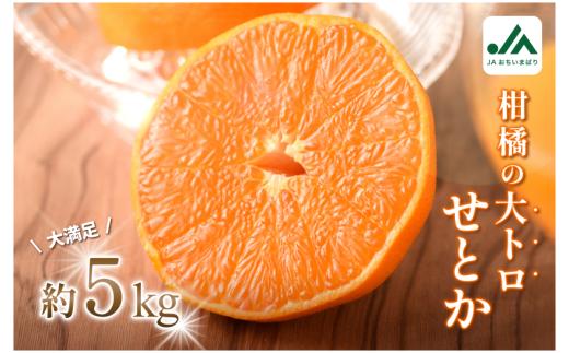 【先行予約】せとか（家庭用）レギュラー箱 約5kg【KC00770】
