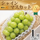 【ふるさと納税】【2025年先行予約】桐箱入り完熟極上シャインマスカット!お中元やギフトに!【1房550g以上】【配送不可地域：離島】【1232602】