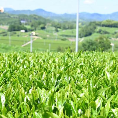 ふるさと納税 掛川市 深蒸し掛川茶セット　よりどり緑(5種・6袋セット)合計780g |  | 03