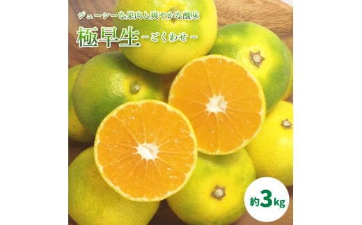 【先行予約】【 2025年10月中旬から発送予定 】 温州みかん「 極早生 」 約3kg ＜ 秀品 ＞【 ギフトBOX 入り】