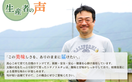 【2025年先行予約】りんご シナノドルチェ 6〜11玉 約3kg ｜ りんご りんご りんご りんご りんご りんご