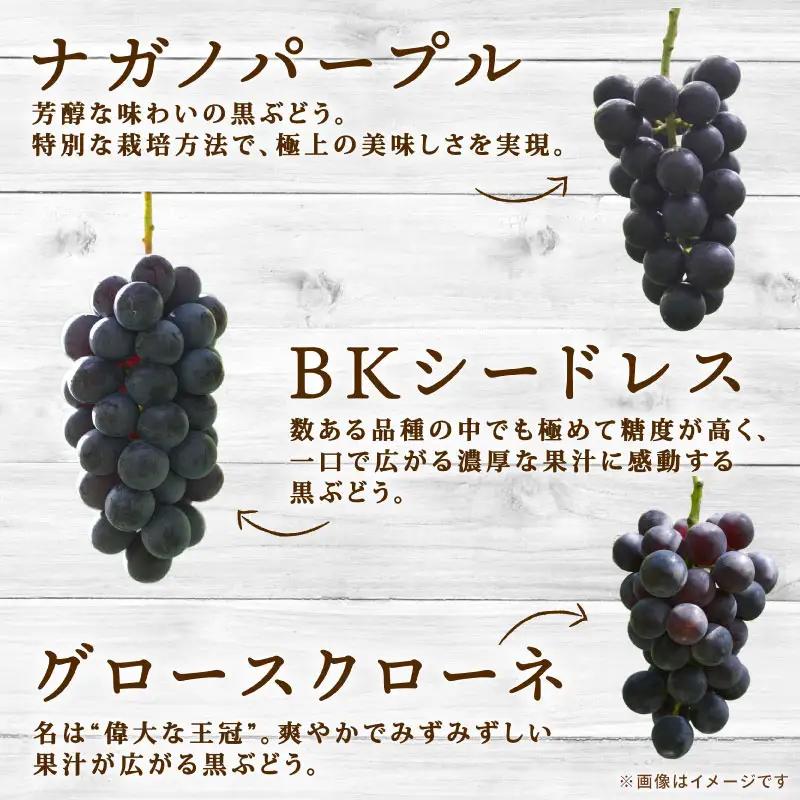 彩り豊かな完熟ぶどう 3～4房セット 1.5㎏【tbb04】