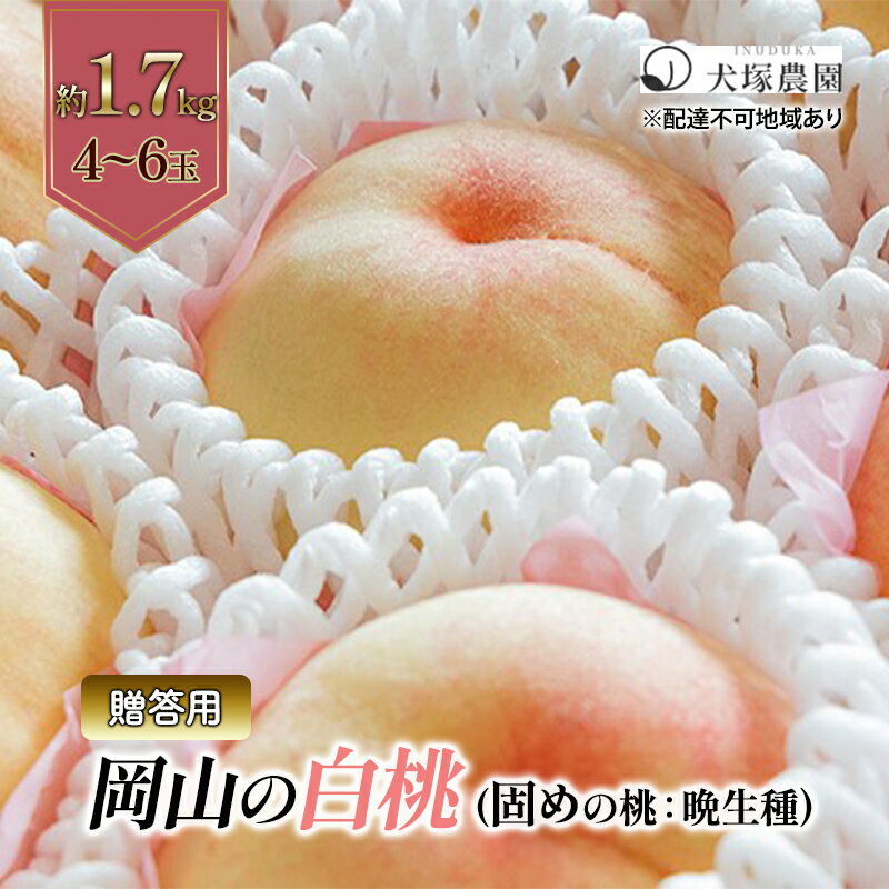 【ふるさと納税】固めの桃 2026年 先行予約 贈答用 岡山の 白桃（晩生種）約1.7kg 4～6玉 岡山県 フルーツ もも 桃 モモ ピーチ 人気 新鮮 フルーツ 桃 フルーツ もも 桃 ギフト くだもの 桃 もも 果物 フルーツ 桃 もも 　お届け：2026年8月中旬～2026年9月上旬