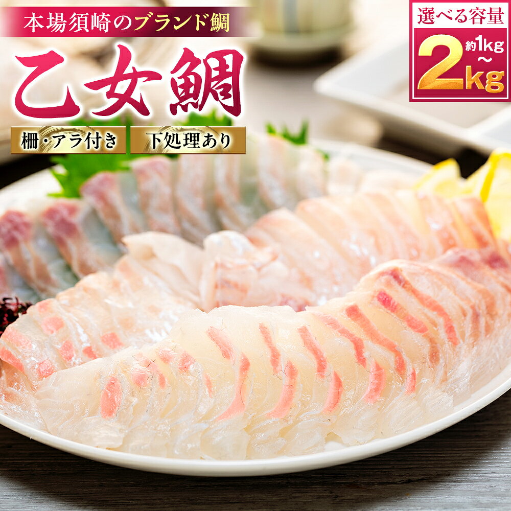 【ふるさと納税】 【 スピード配送 】 真鯛 刺身 用 柵 アラ付き 1～2尾 セット 本場須崎のブランド鯛 乙女鯛 産地直送 ( 新鮮 冷蔵 刺身 お刺し身 刺身 さしみ タイ 鯛 高級魚 鮮魚 海鮮 魚介 煮付け 鯛めし 鯛茶漬け 鯛しゃぶ アラ汁 皿 高知県 須崎市 ふるさと納税鯛 )