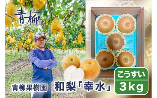 【2026年先行予約】青柳果樹園の和梨 幸水 3kg（6～9玉） 《8月下旬~順次出荷》 果物 こうすい フルーツギフト 加茂市 青柳果樹園