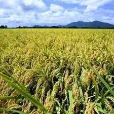 【令和8年産新米】 新潟県産「新之助」 玄米 30kg（10kg×3袋） 家庭用クラフト袋入 阿賀野市産 中島農場 新潟県 米 こめ コメ お米 ごはん ご飯 農家直送 色彩選別済 新米 新米予約 令
