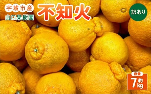【先行予約】訳あり 不知火 約7kg (L～3L混合)【2026年2月上旬から4月上旬発送予定】 山口果樹園 直送 家庭用 柑橘 デコポン・不知火発祥の地