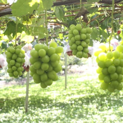 2025年10月上旬発送「幻の牧丘天空シャインマスカット」約1kg(2～3房)【配送不可地域：離島・沖縄県】