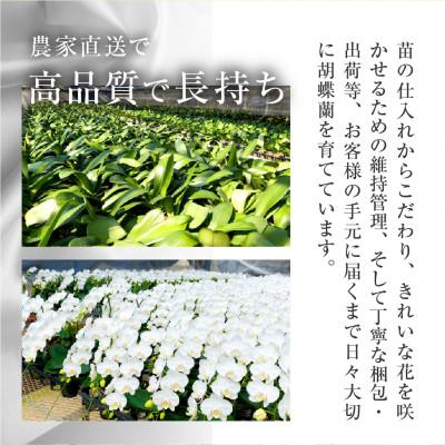 ふるさと納税 田原市 【ラッピング仕様】中村洋ランの胡蝶蘭　白大輪5本 |  | 01