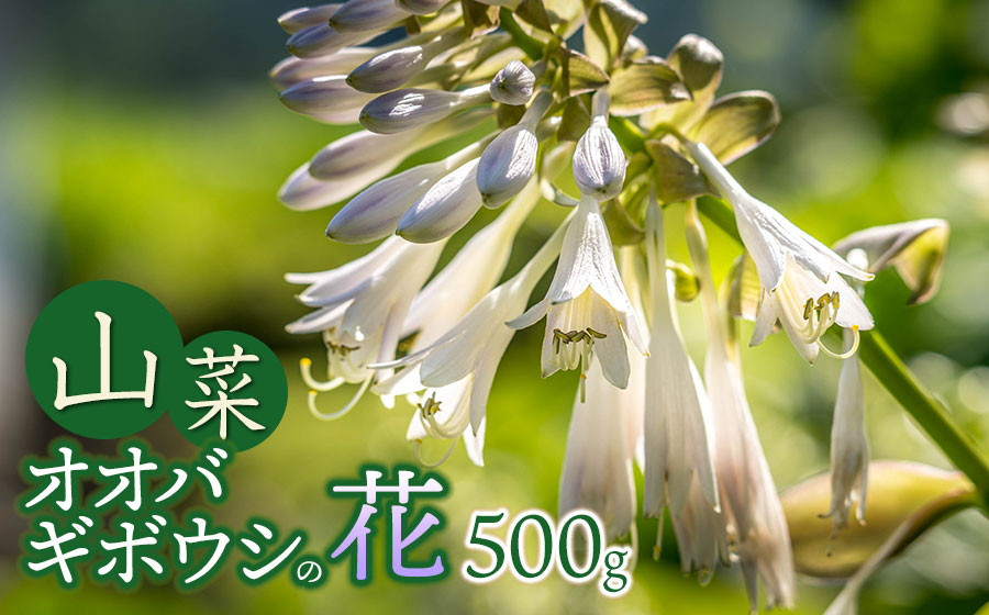 
                  【令和9年発送】山菜 オオバギボウシの花 500g グレイスファーム │ 春の山菜 旬 旬の野菜 野菜 山カンピョウ ギンボ コレイ うるい 山うるい 産地直送 お取り寄せ 山形県 鶴岡市 返礼品
                