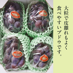 【2025年発送分 先行受付スタート】岡山県産ニューピオーネ 　秀品　約2kg（3～5房程度）（令和７年8月中旬以降発送）【 ニューピオーネ フルーツ 果物 葡萄 ぶどう 岡山県産 秀品 】