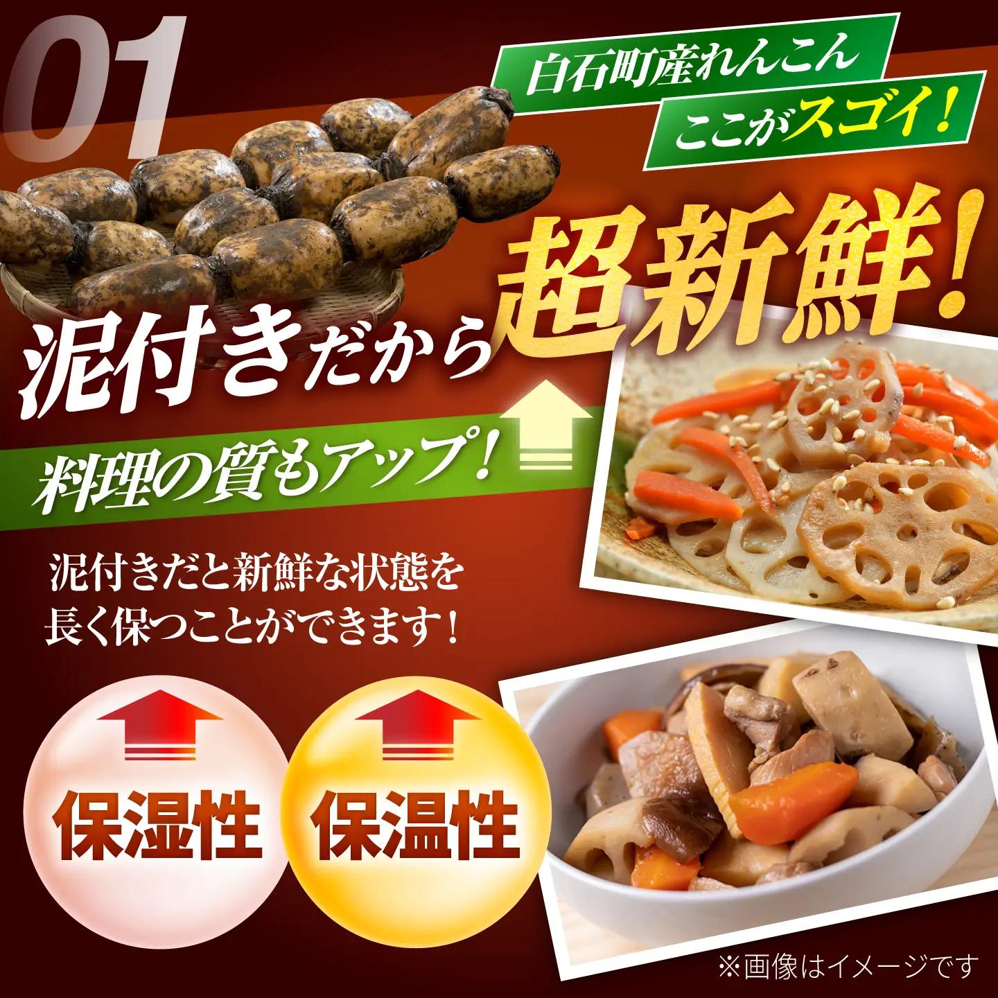【先行予約 2026年10月～発送】白石町産 泥付きれんこん （4kg） / れんこん [IAK015]