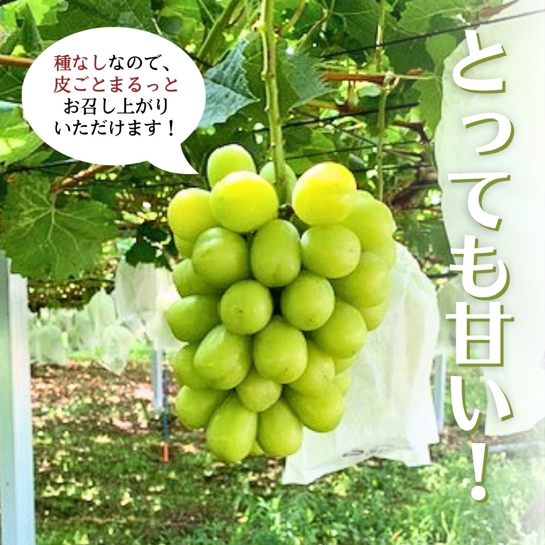 《 先行予約 》 シャインマスカット 2～3房 ( 約 1.5kg )  贈答用 【2026年8月下旬頃発送開始】 ( 共通返礼品：下妻市 )フルーツ 果物 マスカット ぶどう 葡萄 ブドウ 旬 国産