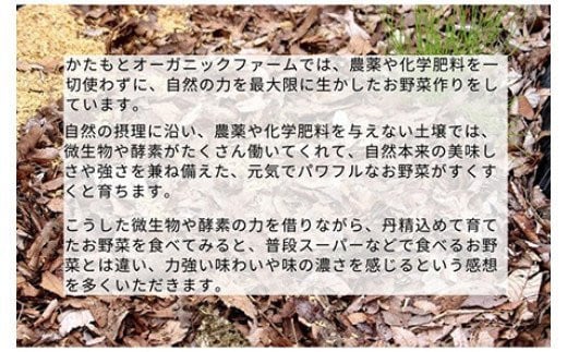 人参 4kg【期間限定】自然栽培の甘い 葉付き人参 京都府・亀岡産 かたもとオーガニックファームよりお届け 《訳あり サイズ不揃い にんじん 国産 京都産 栽培期間中農薬不使用 産地直送》 ※2025