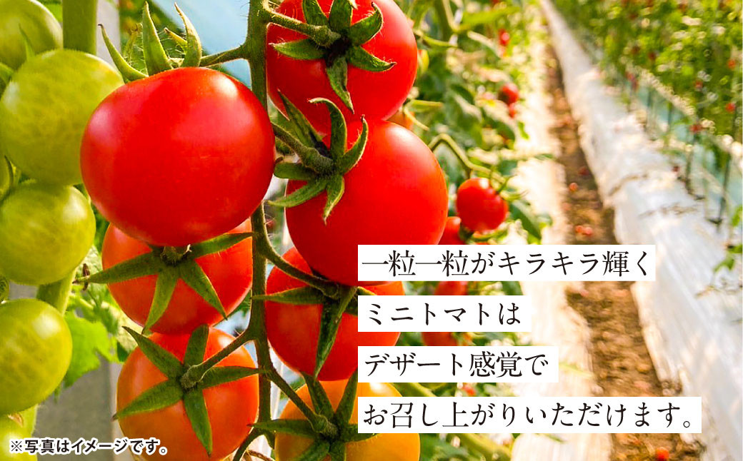 【5か月連続定期便】『まるでフルーツのような特選ミニトマト』 約3kg×5回 合計約15kg