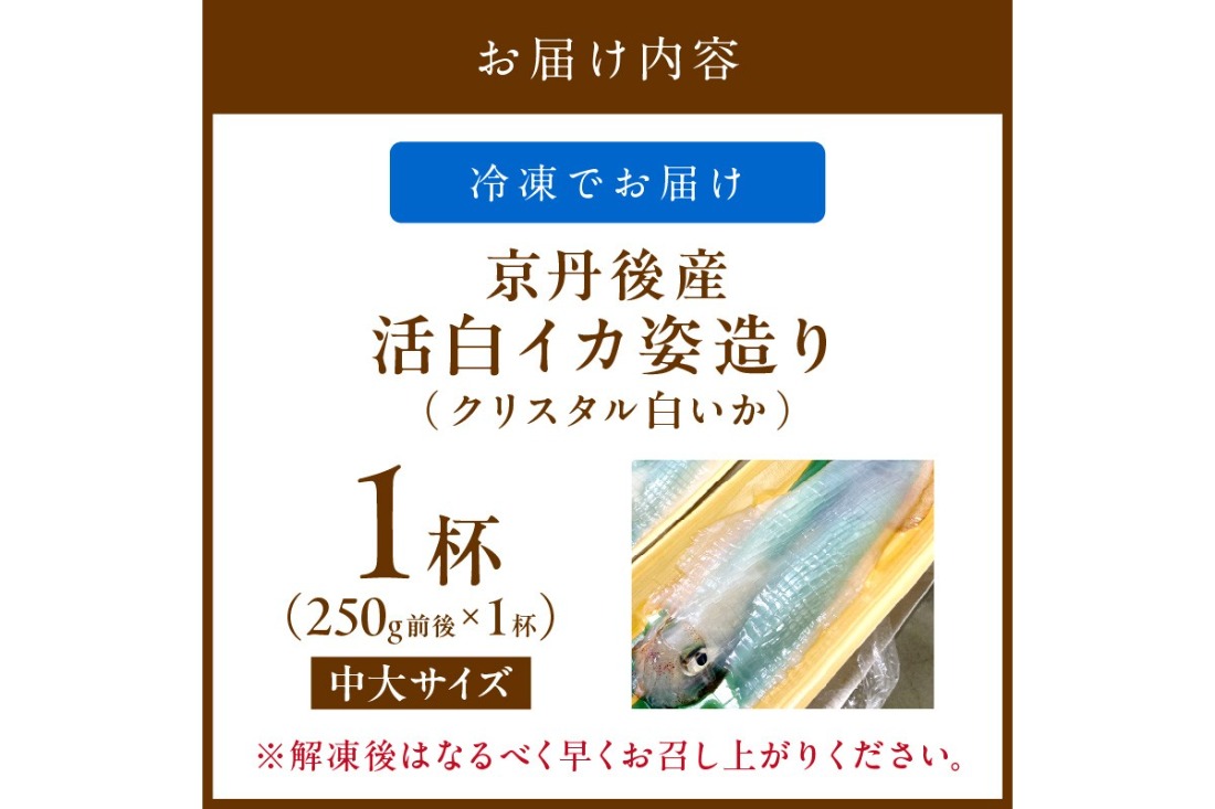 【先行予約】京丹後産『海の京都』の逸品！！　活白イカ姿造り（クリスタル白いか）中大サイズ 1杯（250g前後）（2025年6月上旬～発送）　YK00297