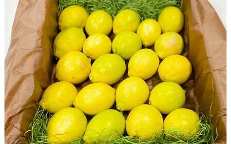 環境マイスターのレモン 2kg（無肥料／栽培期間中農薬を減らして栽培）【2025年11月上旬～2026年4月下旬発送予定】レモン 檸檬 れもん 果物 くだもの フルーツ ビタミン 酸味 果汁 果実 柑