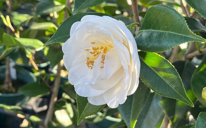 初秋から咲く早咲き種！純白で丸い花姿が愛らしい椿「月兎」