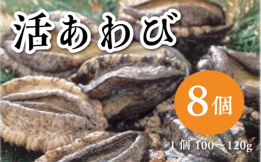 天然活あわび 8個入り（1個100～120g）お刺身 鮑 ステーキ 産地直送 冷蔵