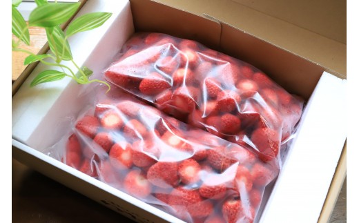 冷凍イチゴ（よつぼし）1kg　LED水耕栽培にて生産！