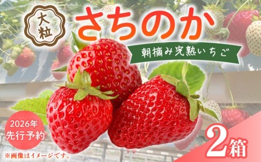 【 2026年 先行予約 】 いちご 大粒 9～18粒 × 2箱 2026 年 2月 3月 発送 さちのか 国産 イチゴ 苺 ストロベリー  アフター保証 新鮮 完熟 朝摘み 旬 甘い 冷蔵 厳選 フルーツ 果物 くだもの デザート スイーツ 産地直送 期間限定 送料無料 千葉県 旭市 向後いちご園 kie002