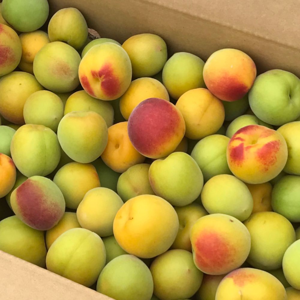 【ふるさと納税】 【2026年分先行予約】紀州南高梅 完熟梅 2kg～10kg【サイズ混合】 / 2kg 4.5kg 10kg 2キロ 4.5キロ 10キロ 10000円 1万円 20000円 2万円 40000円 2万円 果物 果実 くだもの 梅 梅干し うめぼし 梅酒 梅ジュース 梅シロップ 手作り 自家製 新鮮