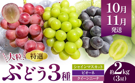 特選 大粒 ぶどう 詰め合わせ定期便 3回 3ヶ月定期便 シャインマスカット ピオーネ クイーンニーナ 株式会社日本植生グループ本社 NISSHOKU FARM《10月上旬-12月末頃出荷》ブドウ 送