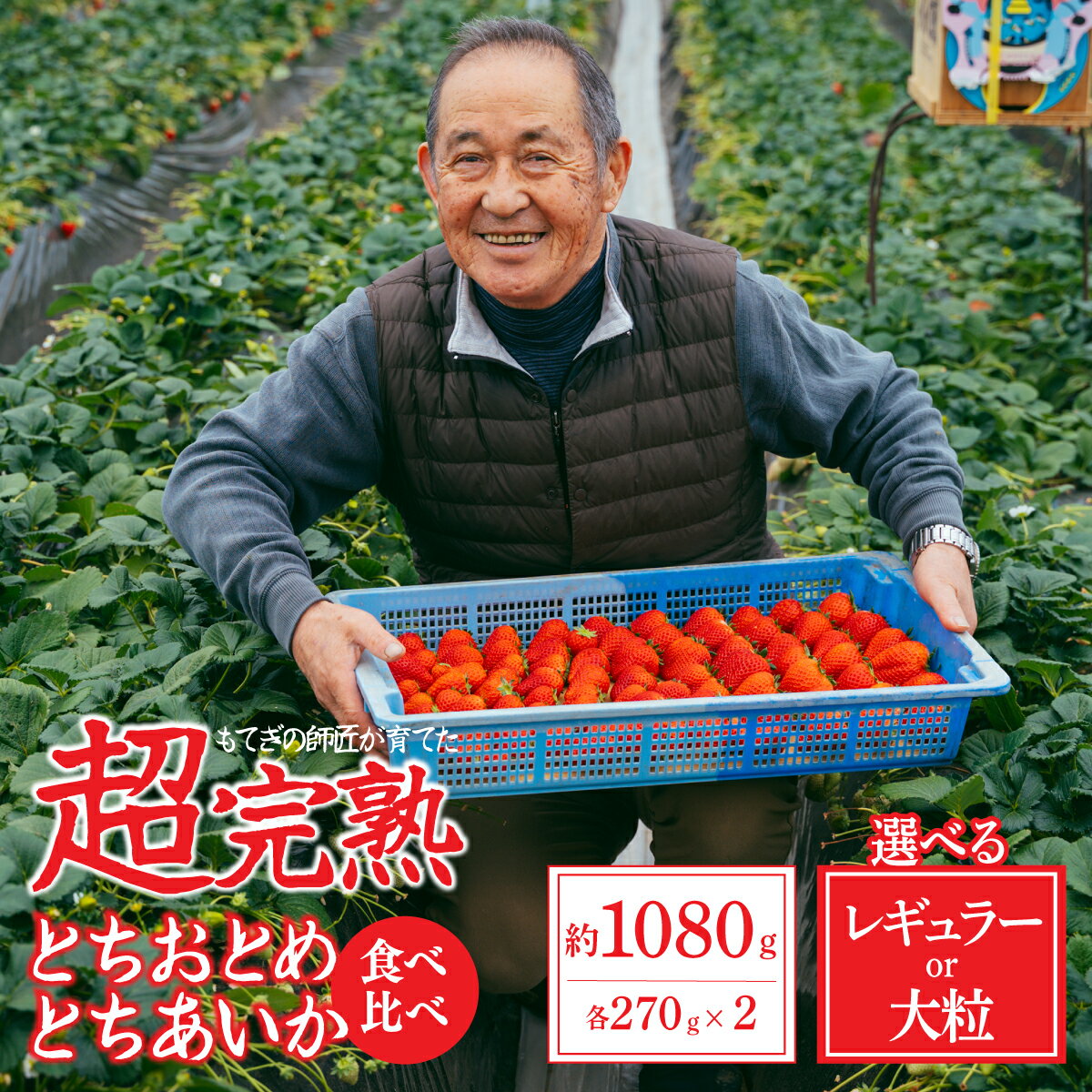 【ふるさと納税】＜2026年先行予約＞いちご 「茂木完熟いちご」の師匠が育てた 朝採れ完熟 とちおとめ × とちあいか 1,080g 食べ比べセット 選べる発送月＆サイズ | いちご イチゴ 苺 とちあいか とちおとめ 完熟 果物 フルーツ 旬 産地直送 関いちご園 栃木県 茂木町