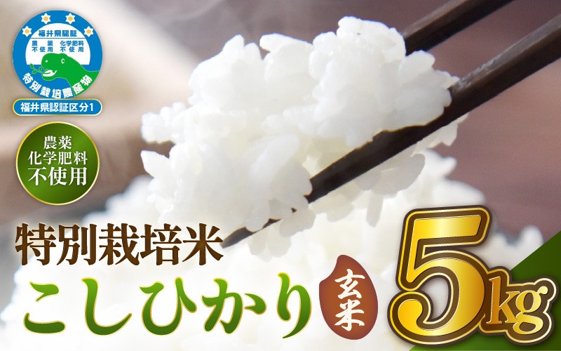 
                  【令和7年産 】 特別栽培米コシヒカリ5kg 農薬不使用米 福井県認証区分1取得 越前町【玄米】【5キロ お米 コメ 農薬化学肥料不使用 送料無料】 [e81-b001_02]
                