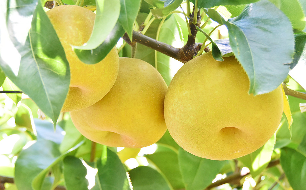 《先行予約》「山之上果実農業協同組合」山之上の梨 豊水 1箱 約2.5kg 5-8玉