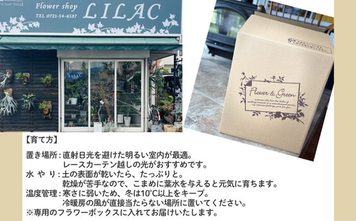 P1観葉植物 カラテアストロマンテ・トリオスター 観葉植物 インテリアグリーン _イメージ4