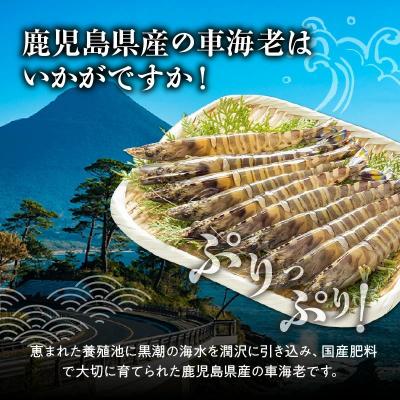 ふるさと納税 南九州市 活き〆冷凍車海老LLサイズ |  | 01