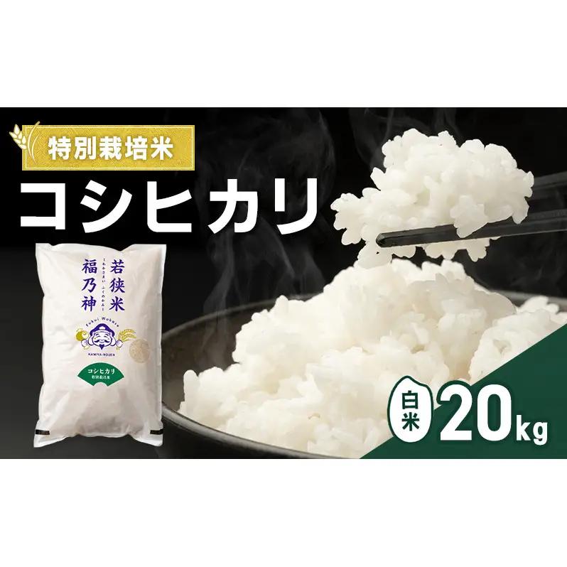 令和8年産 特別栽培米 コシヒカリ 20kg（白米） 米 お米 こしひかり 若狭町