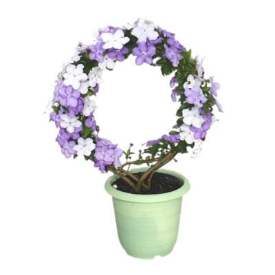 ふるさと納税 藤枝市 【 母の日に!】アメリカジャスミン鉢植え　リング仕立て5号