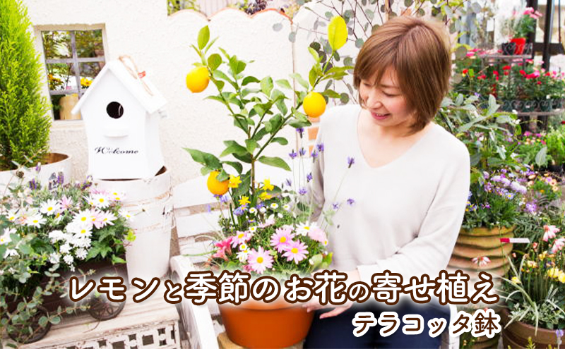 レモンの木 花 寄せ植え 5～6種類 レモンと季節のお花 テラコッタ鉢 植物 ガーデン インテリア ※配送不可:北海道,沖縄,離島