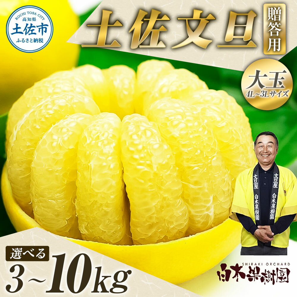 【ふるさと納税】＜白木果樹園産＞先行予約 土佐文旦 特選品贈答用 約3kg・約5kg・約10kg 3L～4Lサイズ ぶんたん ブンタン フルーツ 柑橘 みかん 果物 くだもの 大玉 柑橘類 デザート おやつ 贈り物 プレゼント 常温 配送 高知県 土佐市 ふるさとのうぜい 故郷納税 返礼品