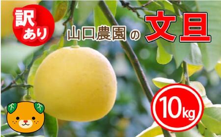 【訳あり】 文旦 10kg ぶんたん みかん 愛媛県 愛南町 山口農園