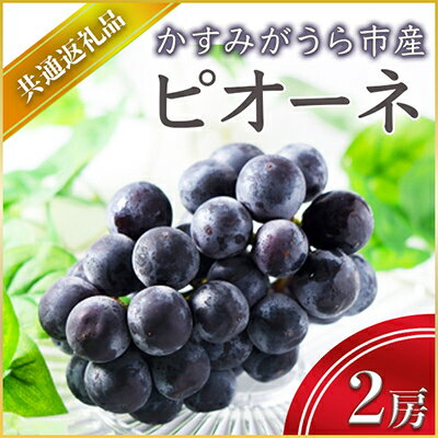 【ふるさと納税】【2025年7月より順次発送予定】ピオーネ　2房(県内共通返礼品:かすみがうら市産)【配送不可地域：離島・沖縄県】 (BR054)