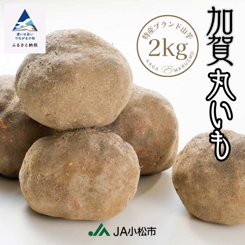 【ふるさと納税】加賀丸いも2kg JA 農協 栄養 グルメ お取り寄せ お中元 お歳暮 ギフト 小松市 石川県 010011【JA小松市】