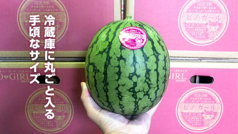 【 訳あり 】【2025年5月中旬より発送開始 】 こだまスイカ ピノ・ガール（ １玉 ） 感動必至！ タネが気にならない すいか スイカ 西瓜 旬 旬の果実 旬のフルーツ くだもの 果実 フルーツ 