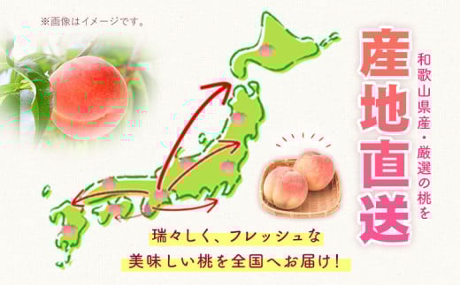 【2026年出荷分先行予約】あふれる果汁で口いっぱい!甘くてジューシーな桃 和歌山県産 紀の里の桃 約2kg (6〜8玉) 《2026年6月中旬-8月中旬頃出荷》 紀の里の桃 送料無料 6〜8玉入り
