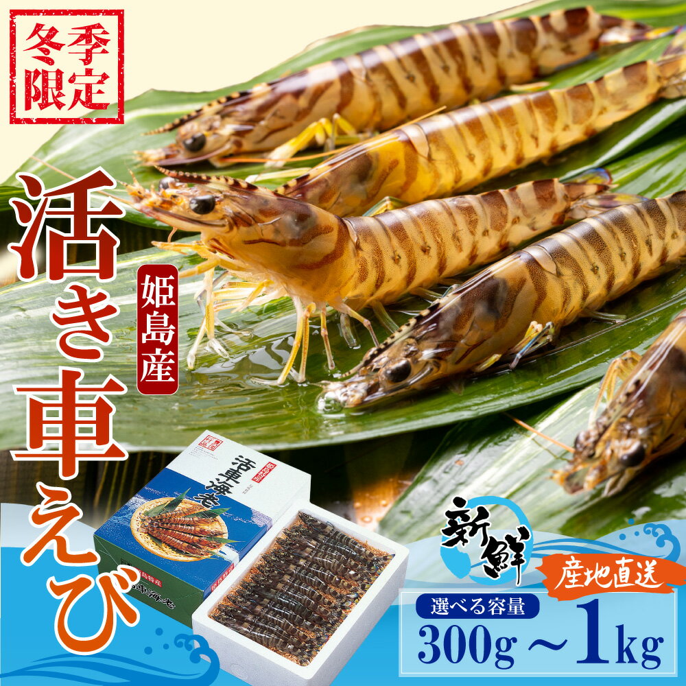 【ふるさと納税】 【期間限定】 姫島産 活き 車えび ＜選べる容量＞ 300g(6~15尾) / 500g (8~25尾)/ 1kg (15~50尾) 常温配送 お歳暮ギフト 熨斗可 【宅配ボックス不可】 えび エビ 海老 車海老 車エビ 国産 海鮮 刺身 焼き しゃぶしゃぶ養殖 大分県 姫島村 送料無料 A31