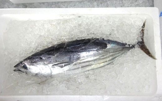 
            戻り鰹 土佐佐賀港水揚げ ご家庭用2kg 1尾 ［1436］
          