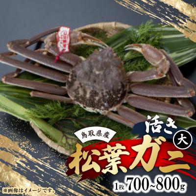 ふるさと納税 智頭町 活　鳥取県産タグ付き松葉ガニ大1枚(700〜800g)