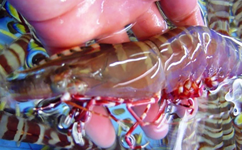 天然アシアカエビ（淡路島由良産・氷〆）800g 10月～5月配送 兵庫県 洲本市 淡路島