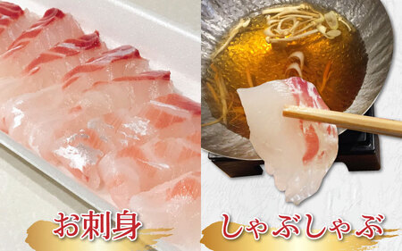 若狭湾の恵み！「鮮度抜群 養殖真鯛（脂たっぷり）約140g」 高鮮度急速冷凍（プロトン凍結）