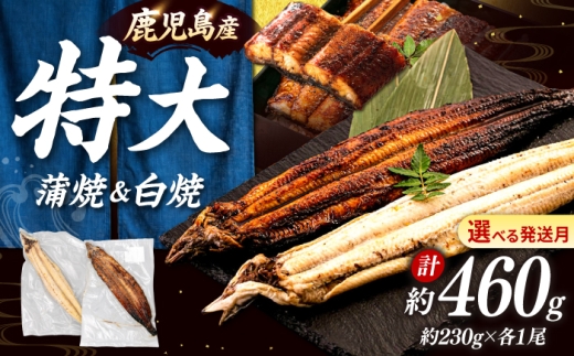 うなぎ 2尾 蒲焼・白焼 食べ比べ セット 鹿児島産 特製秘伝のタレ付き！ ▼うなぎ蒲焼 ウナギ 鰻 蒲焼 白焼 有頭 九州産 うな重 冷凍 かばやき 桂川町/山水商事 [ADAH007]