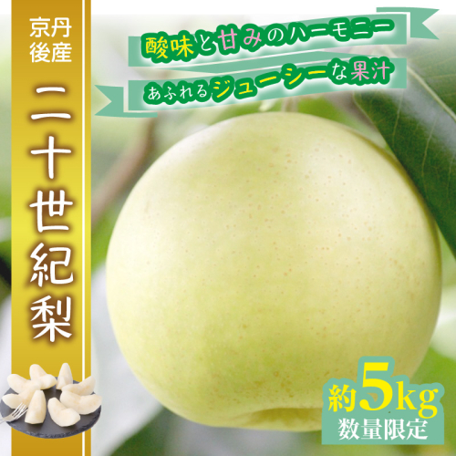 【数量限定】京都丹後産 二十世紀梨 5kg（2026年9月上旬～発送）  国産 ギフト ジューシー お取り寄せ 5キロ ふるさと 納税 梨 なし ナシ 5kg ふるさと 納税 期間限定 ふるさと 納税 20世紀 送料無料
