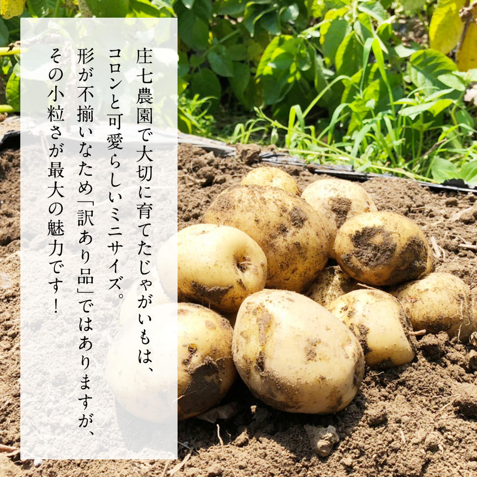 【訳あり】ミニ ジャガイモ ( キタアカリ )  5kg 田んぼで作