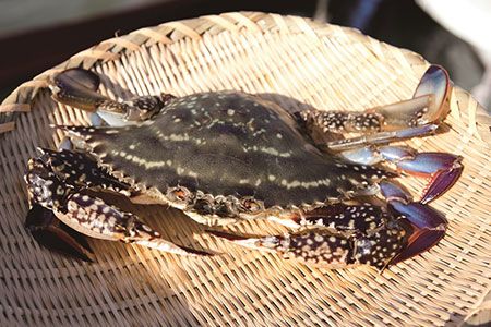 【CF01】AA061天然の好漁場・肥沃な海の贅沢な恵み　有明海のカニ